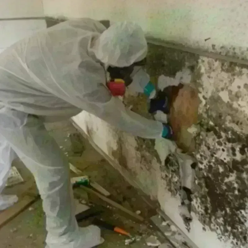 Mold Remediation and Removal in Bunkie, LA